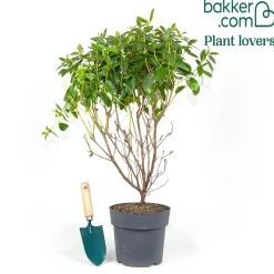Rhododendron précoce - Fleurit dès février