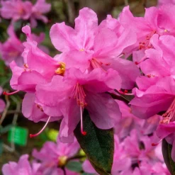 Rhododendron précoce - Fleurit dès février