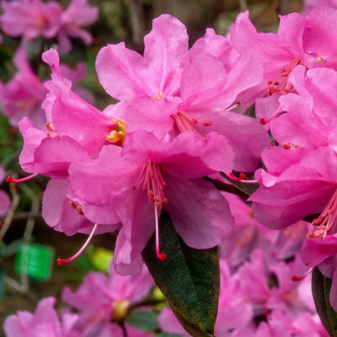 Rhododendron précoce - Fleurit dès février