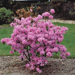 Rhododendron précoce - Fleurit dès février