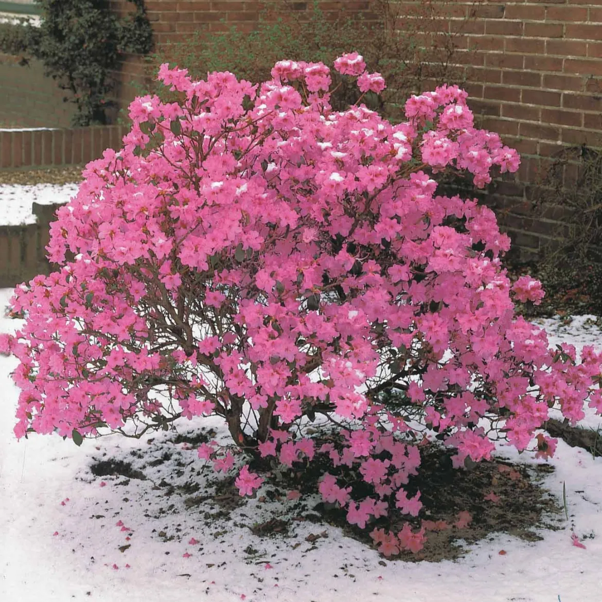 Rhododendron précoce - Fleurit dès février