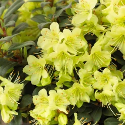 Rhododendron Princess Anne - Fleurs jaunes, effet garanti