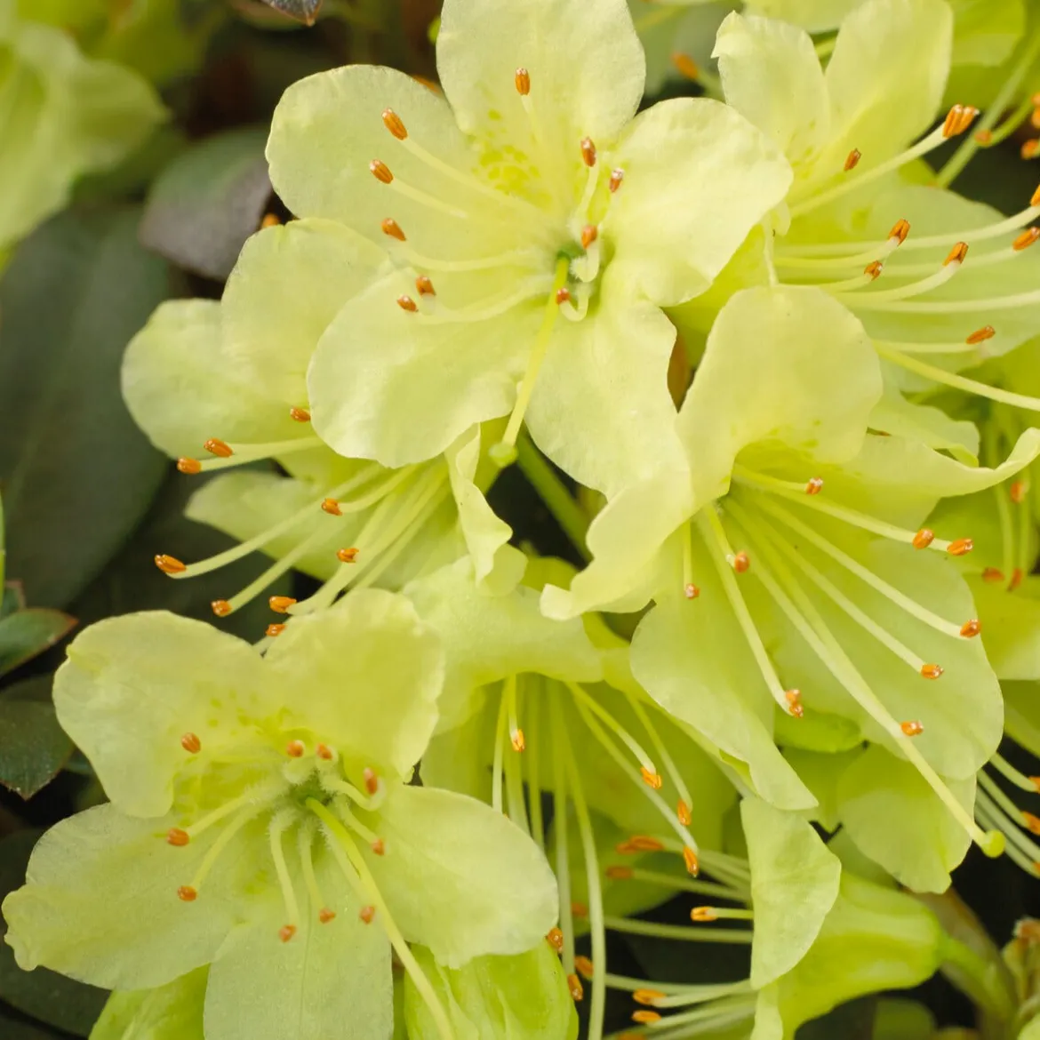 Rhododendron Princess Anne - Fleurs jaunes, effet garanti