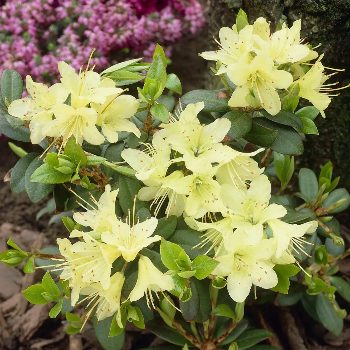 Rhododendron Princess Anne - Fleurs jaunes, effet garanti