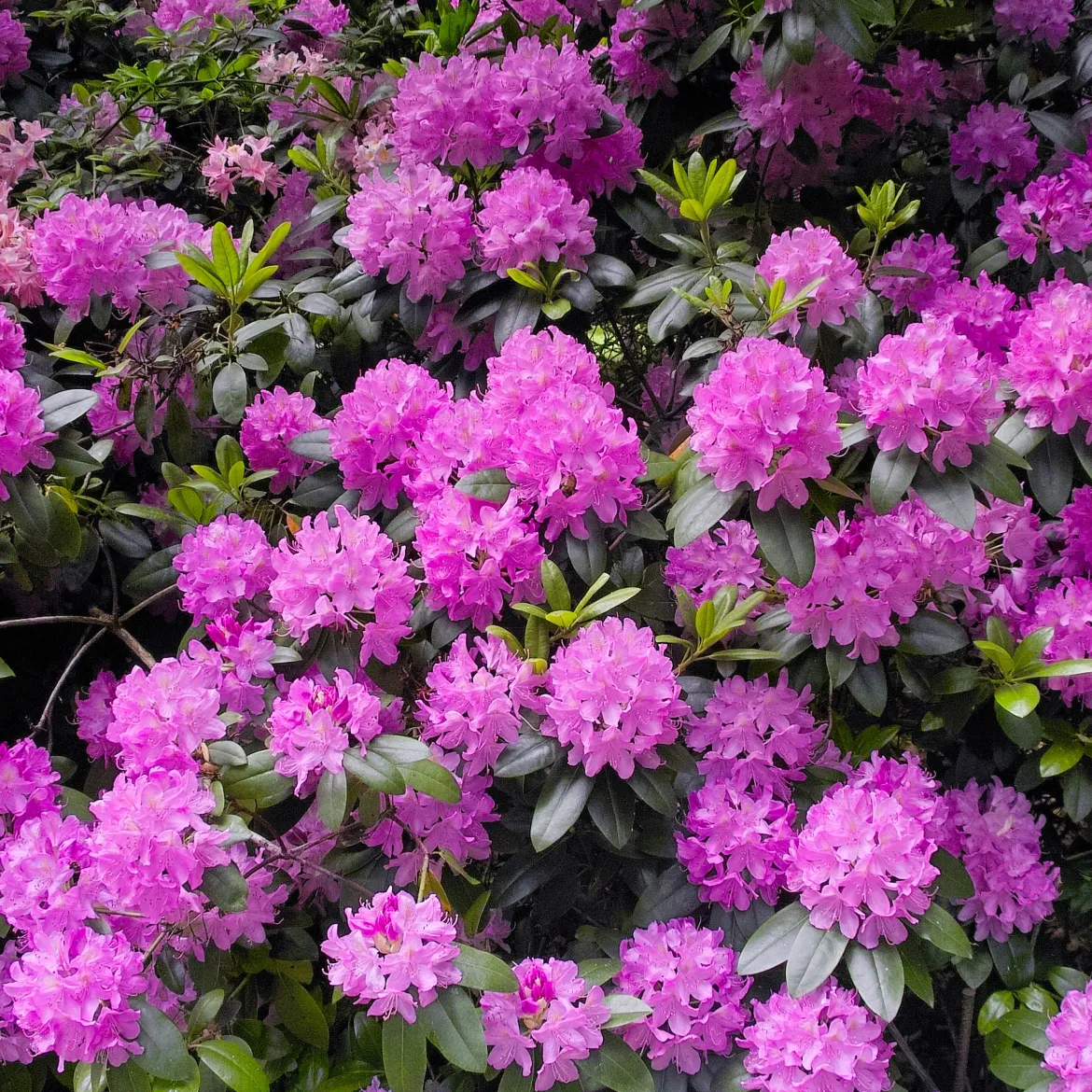 Rhododendron Roseum Elegans - Nuage de fleurs roses