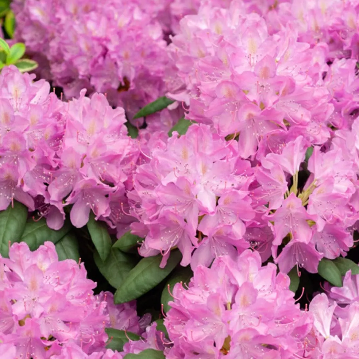 Rhododendron Roseum Elegans - Nuage de fleurs roses