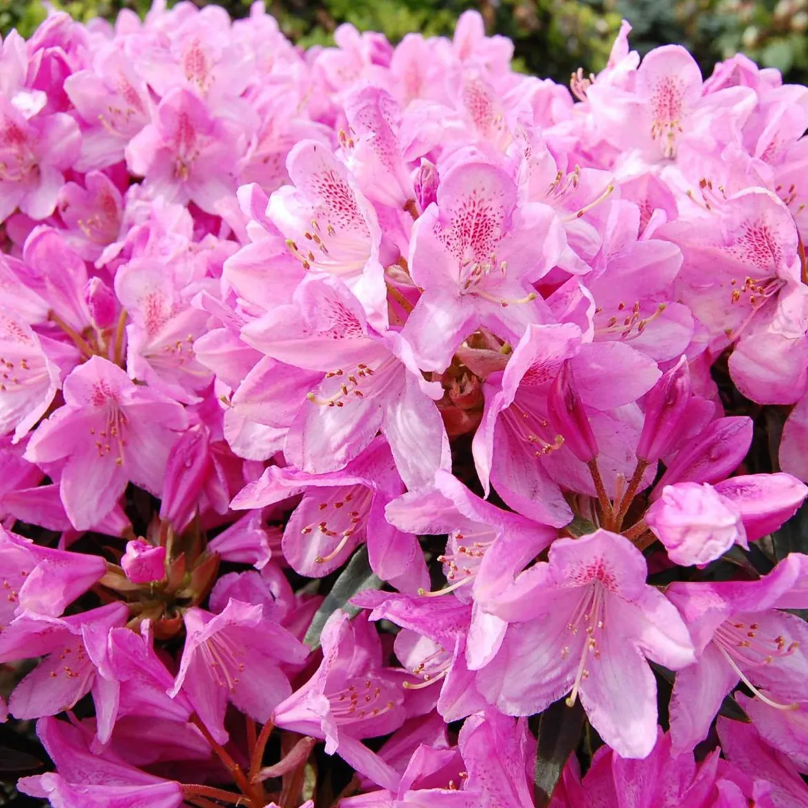 Rhododendron Roseum Elegans - Nuage de fleurs roses