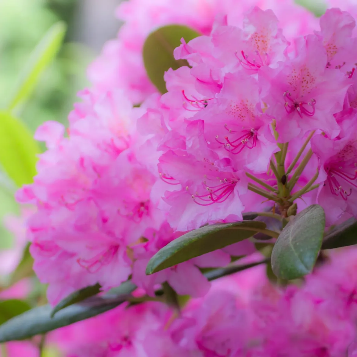 Rhododendron Roseum Elegans - Nuage de fleurs roses