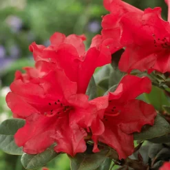 Rhododendron Scarlet Wonder - Rouge éclatant, port compact