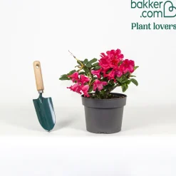 Rhododendron Scarlet Wonder - Rouge éclatant, port compact