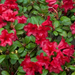 Rhododendron Scarlet Wonder - Rouge éclatant, port compact