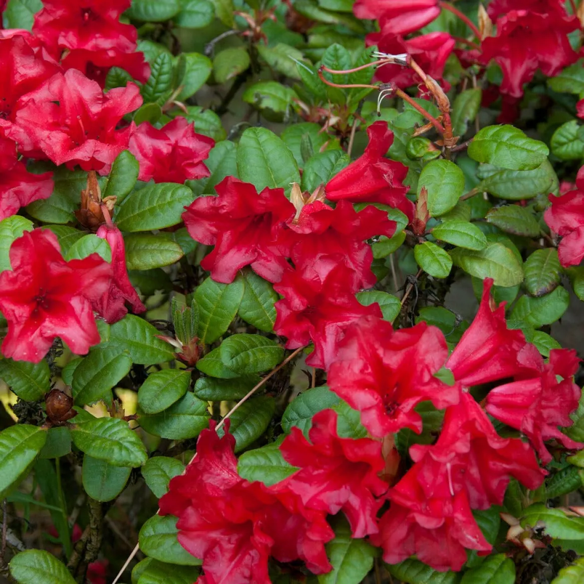 Rhododendron Scarlet Wonder - Rouge éclatant, port compact
