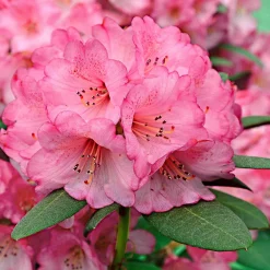 Rhododendron 'Wine & Roses' - Feuillage pourpre, fleurs roses