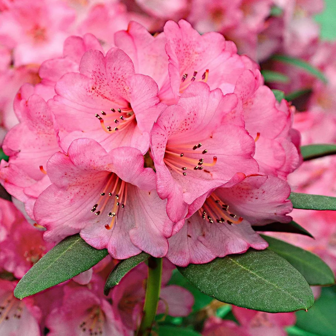 Rhododendron 'Wine & Roses' - Feuillage pourpre, fleurs roses