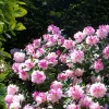 Rhododendron yak 'Doc' - Boules roses, format compact