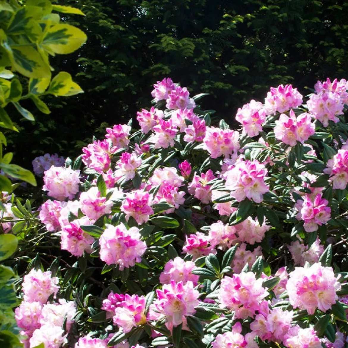 Rhododendron yak 'Doc' - Boules roses, format compact
