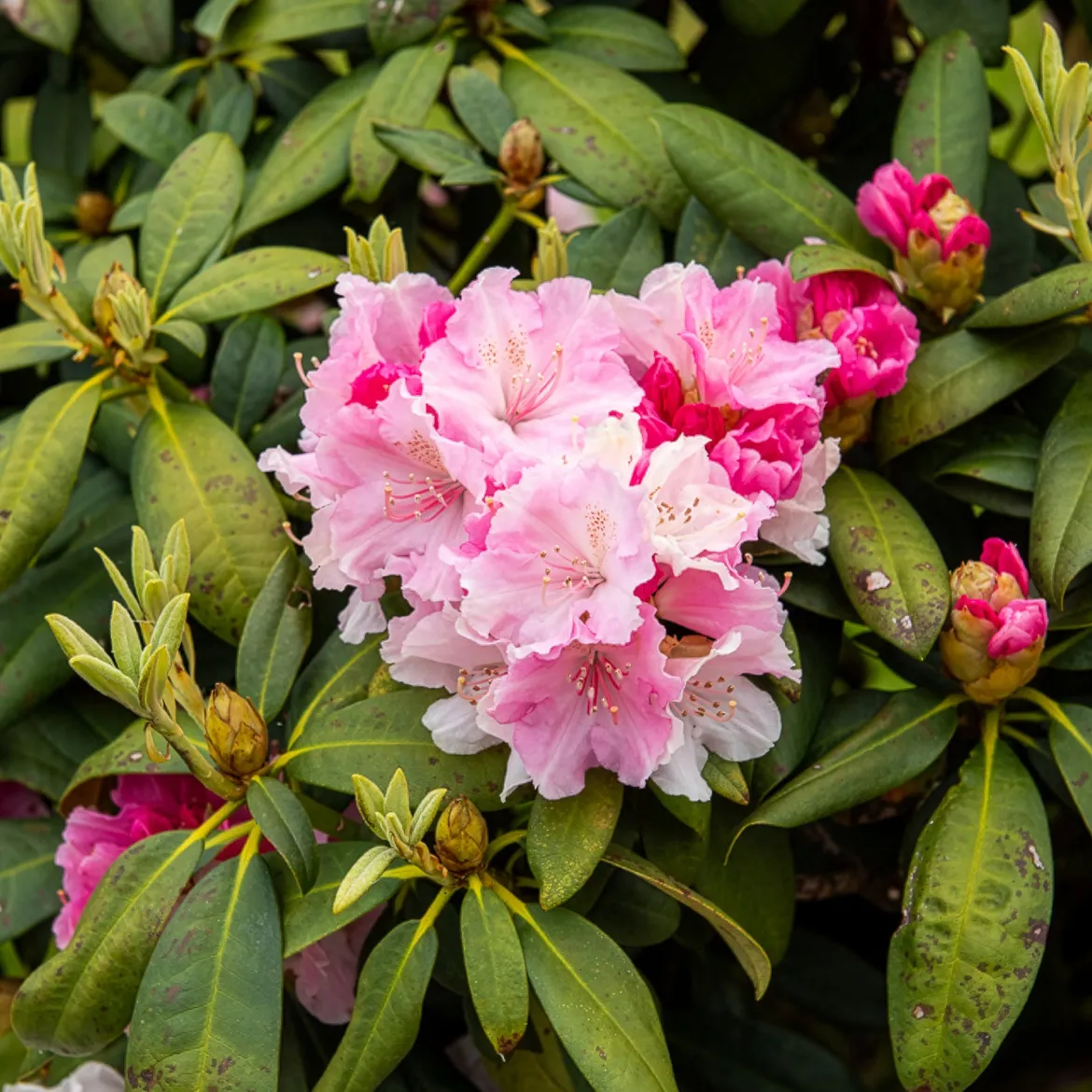Rhododendron yak 'Doc' - Boules roses, format compact