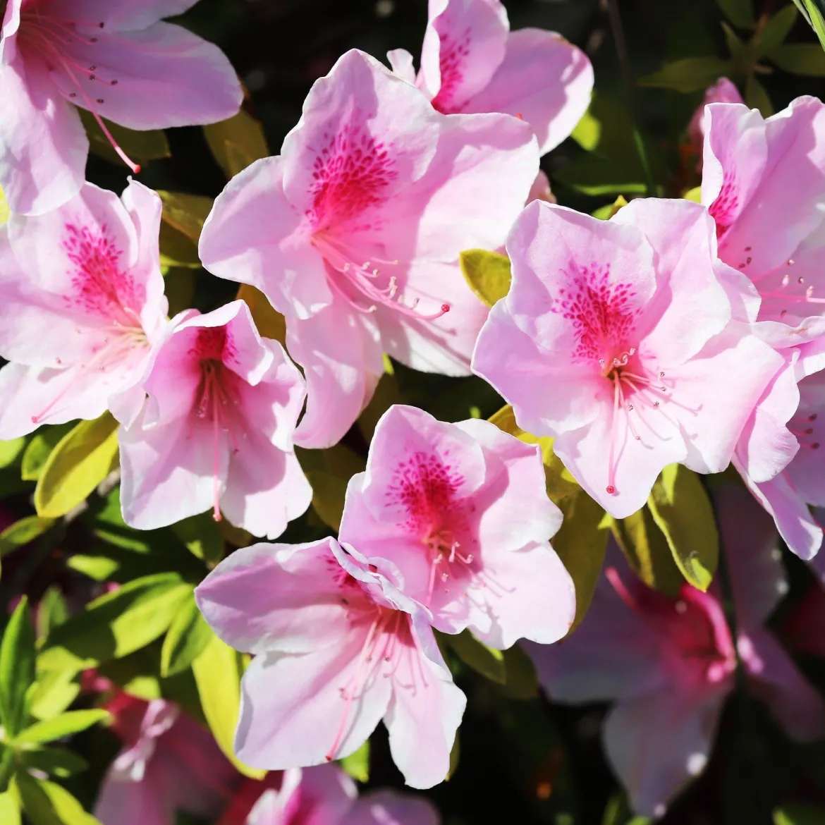Rhododendron yak 'Doc' - Boules roses, format compact
