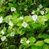 Rhodotypos - Fleurs blanches tout l'été