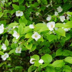 Rhodotypos - Fleurs blanches tout l'été