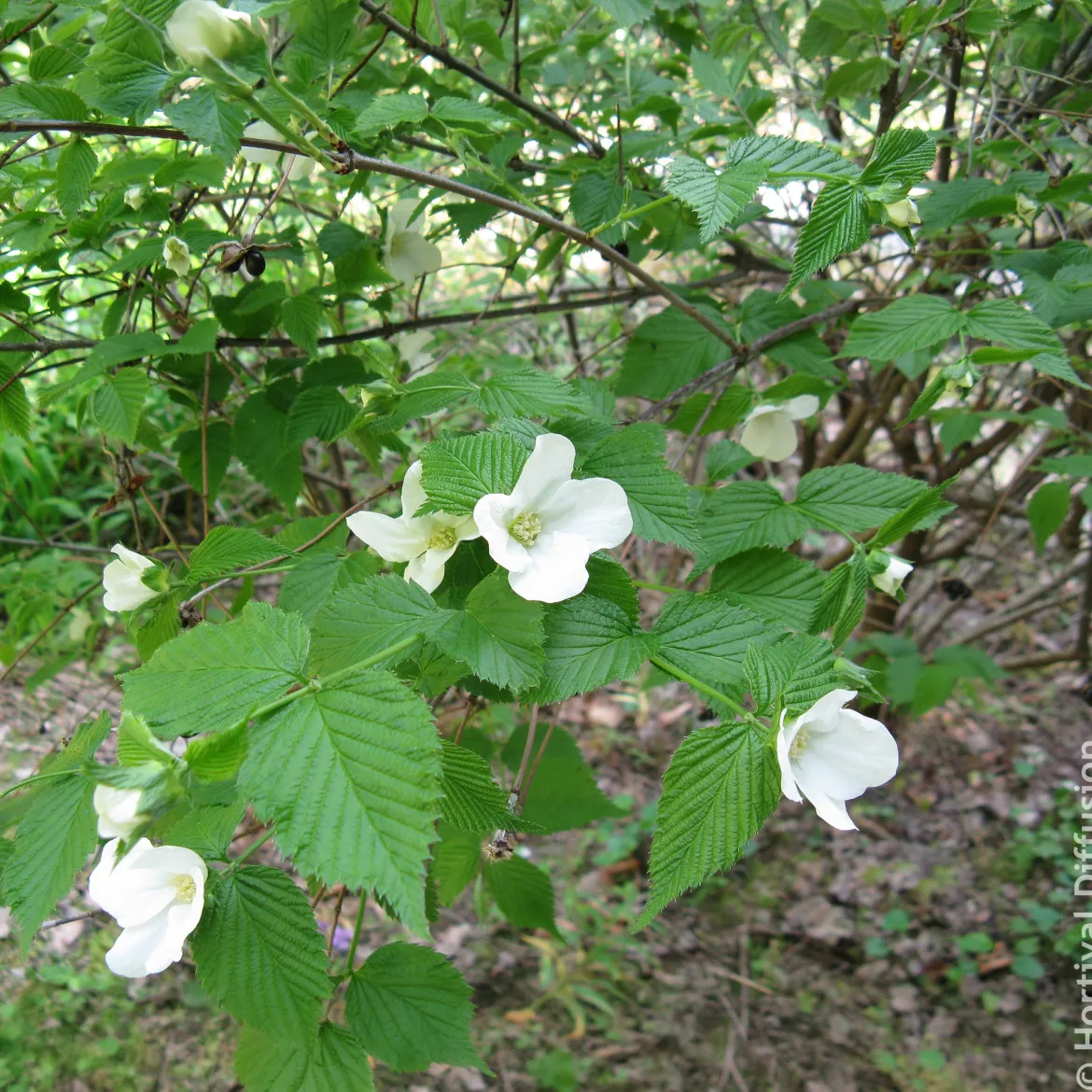 Rhodotypos - Fleurs blanches tout l'été