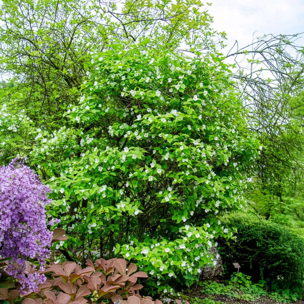 Rhodotypos - Fleurs blanches tout l'été
