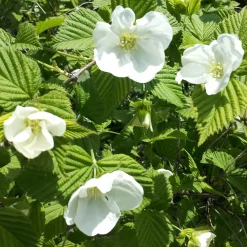 Rhodotypos - Fleurs blanches tout l'été