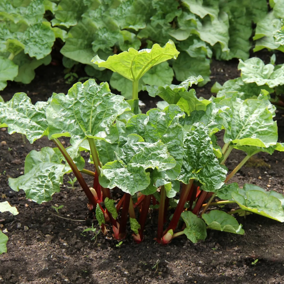 Rhubarbes - Des tiges à récolter chaque année
