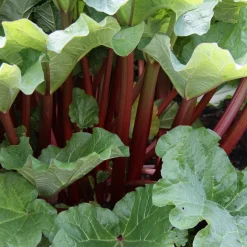 Rhubarbes - Des tiges à récolter chaque année
