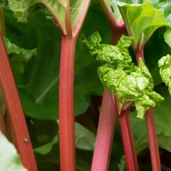 Rhubarbes - Des tiges à récolter chaque année
