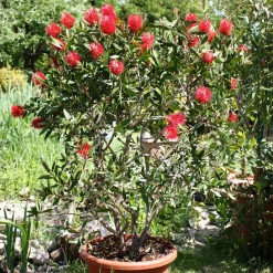 Rince-bouteille - Des fleurs rouges tout l'été