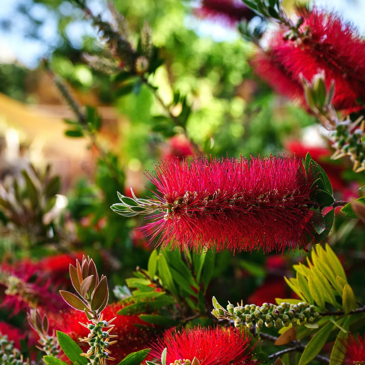 Rince-bouteille - Des fleurs rouges tout l'été
