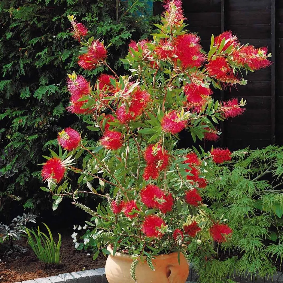 Rince-bouteille - Des fleurs rouges tout l'été
