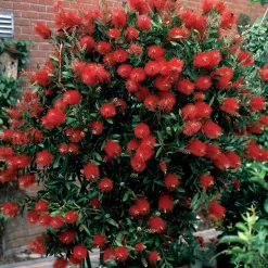 Rince-bouteille - Des fleurs rouges tout l'été