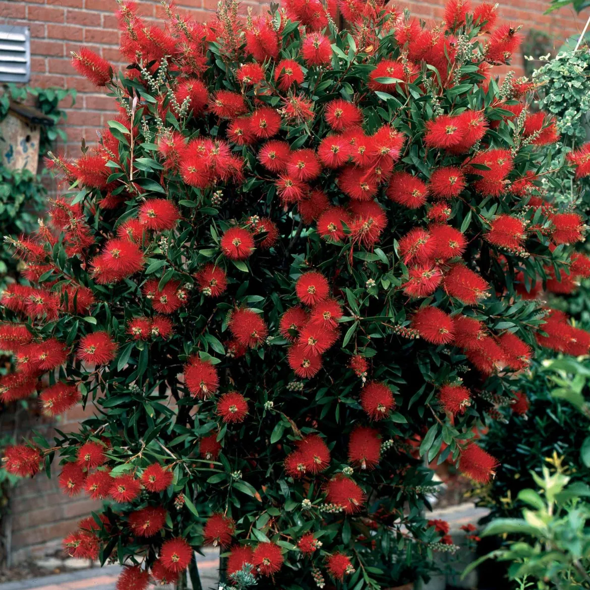 Rince-bouteille - Des fleurs rouges tout l'été