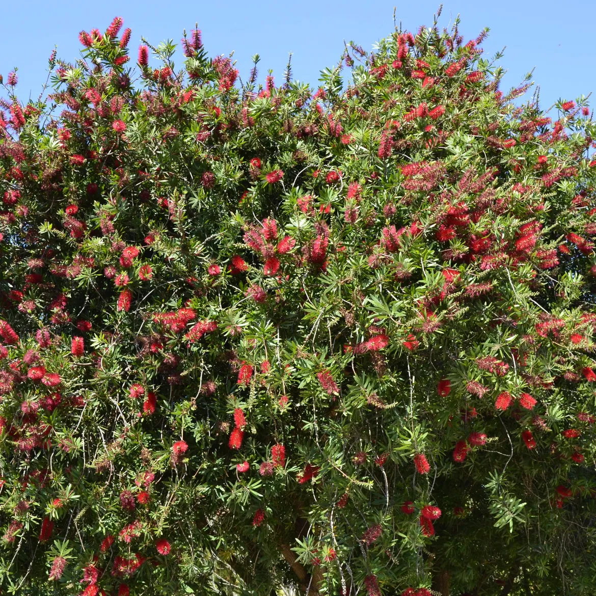 Rince-bouteille rouge - Des fleurs rouges spectaculaires