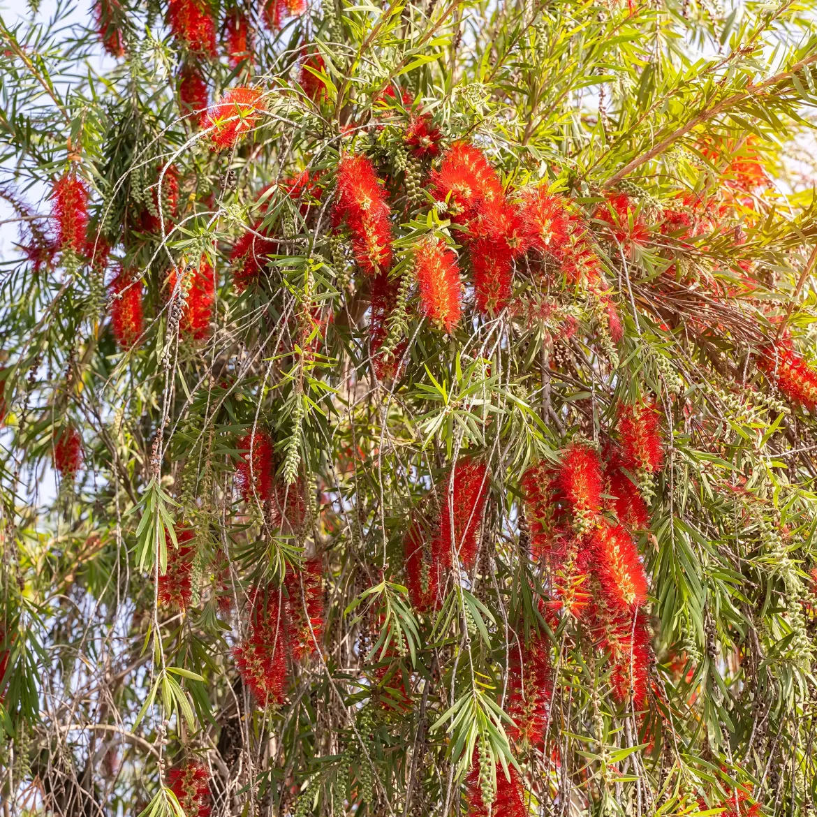 Rince-bouteille rouge - Des fleurs rouges spectaculaires
