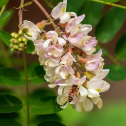 Robinier-faux-acacia - L'ombre fleurie qui pousse vite