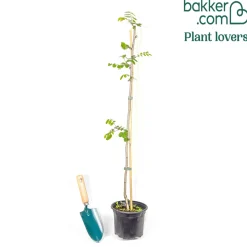 Robinier-faux-acacia - L'ombre fleurie qui pousse vite