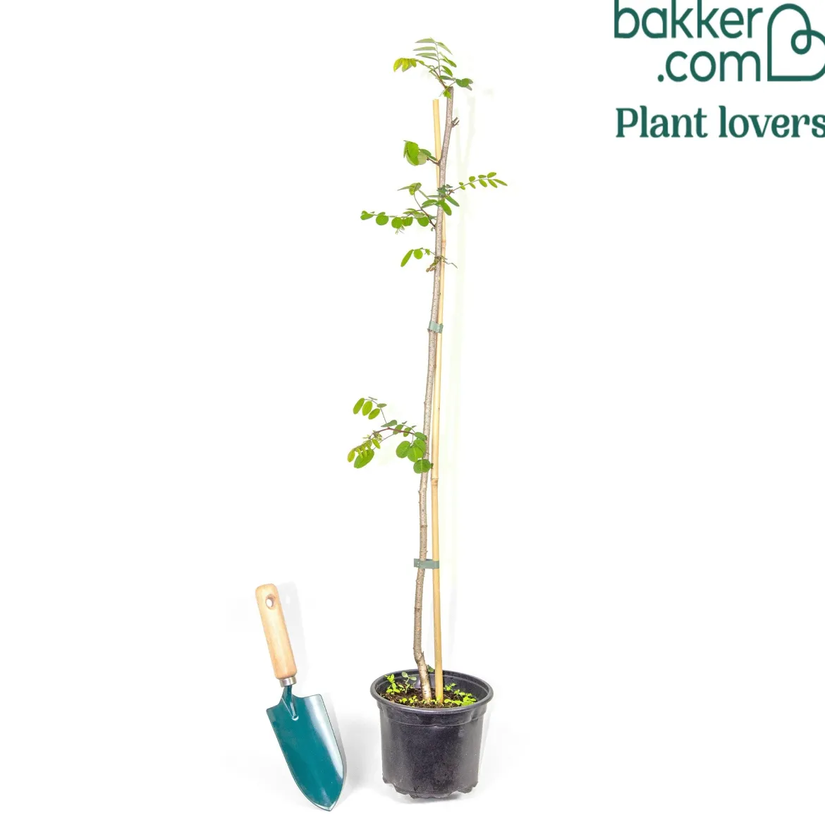 Robinier-faux-acacia - L'ombre fleurie qui pousse vite