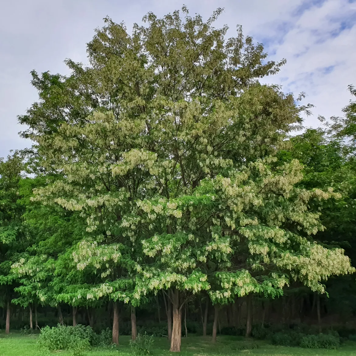 Robinier-faux-acacia - L'ombre fleurie qui pousse vite