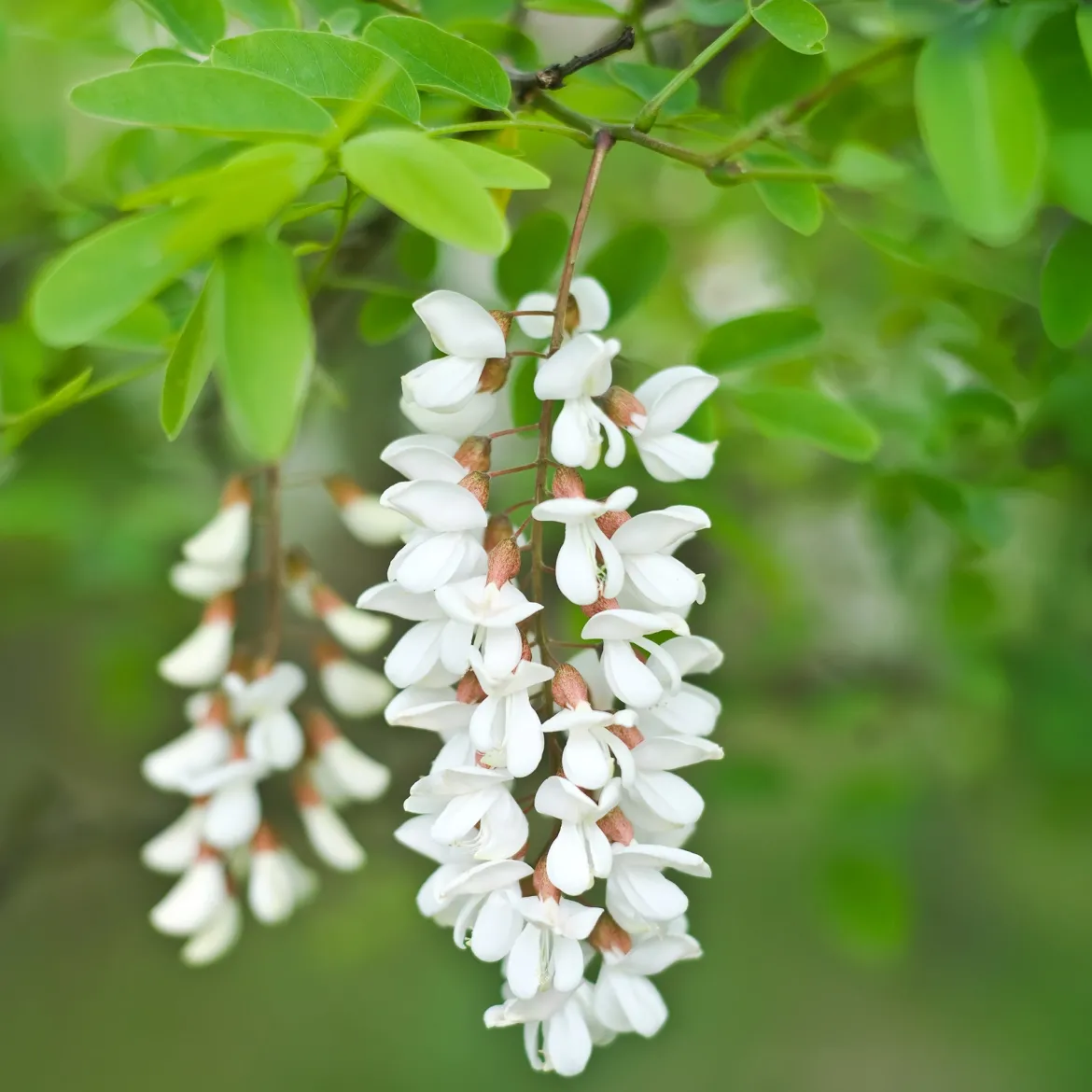 Robinier-faux-acacia - L'ombre fleurie qui pousse vite