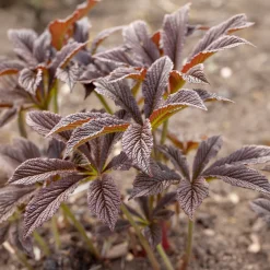 Rodgersia Bronze Peacock - Feuillage bronze spectaculaire