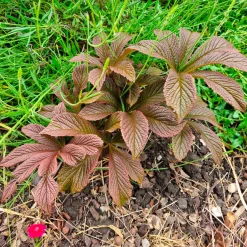 Rodgersia Bronze Peacock - Feuillage bronze spectaculaire