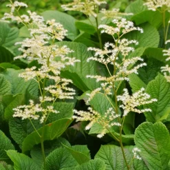 Rodgersia à feuilles de marronnier - Feuillage XXL sans effort