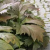Rodgersia à feuilles larges - Le feuillage qui change tout