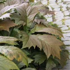 Rodgersia à feuilles larges - Le feuillage qui change tout