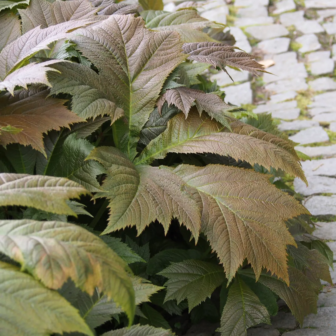 Rodgersia à feuilles larges - Le feuillage qui change tout