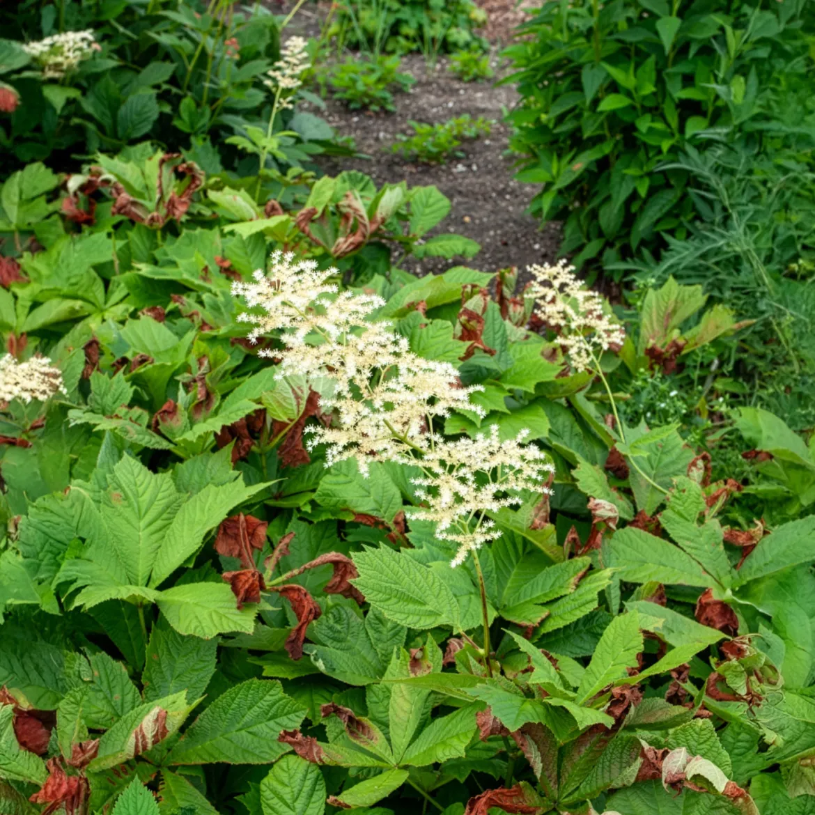 Rodgersia à feuilles larges - Le feuillage qui change tout