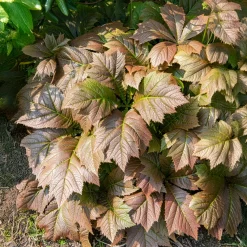 Rodgersia à feuilles larges - Le feuillage qui change tout